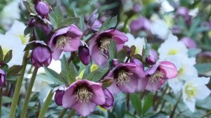 Морозник – виды и сорта, посадка и уход, использование в ландшафтном дизайне