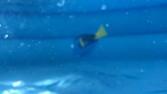 BEAGLE POOL AND BOUNCE HOUSE PARTY!! Invited All Of His Friends!