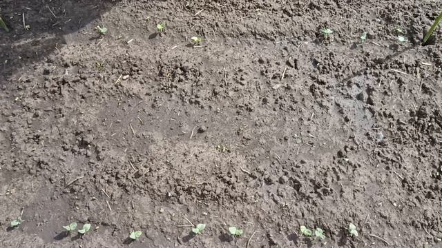 Как вырастить бамию (Окра) в открытом грунте смотреть онлайн