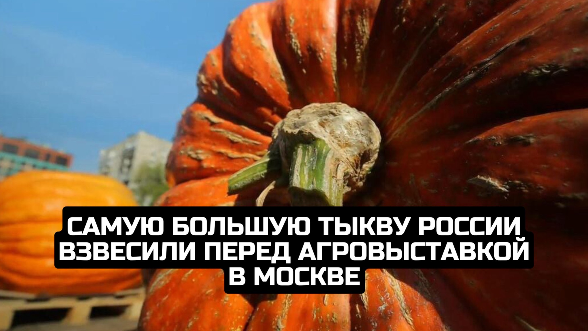 Самую большую тыкву России взвесили перед агровыставкой в Москве смотреть онлайн