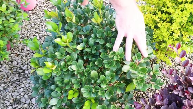 Garden Plant Combos for the Sun - Southern Living Plant Collection, Encore Azaleas, Butterfly Candy смотреть онлайн