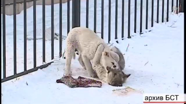 Нераскрытые собачьи тайны смотреть онлайн