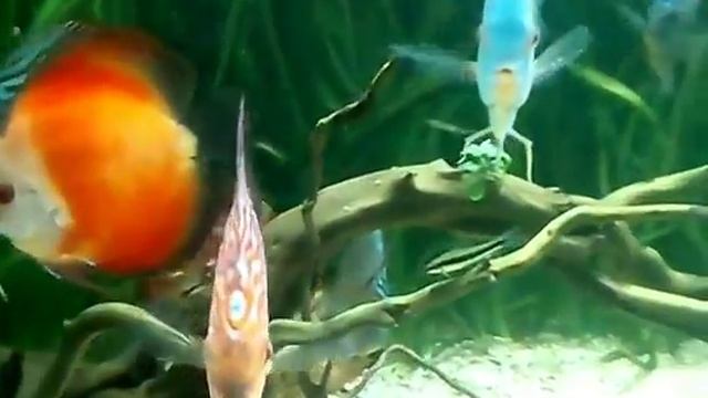 Аквариумные рыбки 1 смотреть онлайн