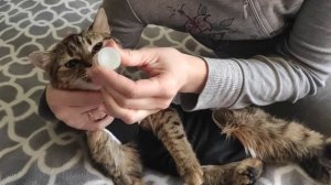 Как кошке дать капли. Муся :)