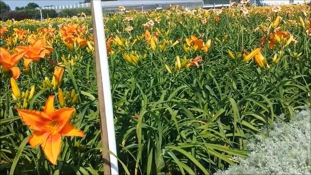 Best Perennials, Hemerocallis Leebea Orange Crush (Daylily) смотреть онлайн