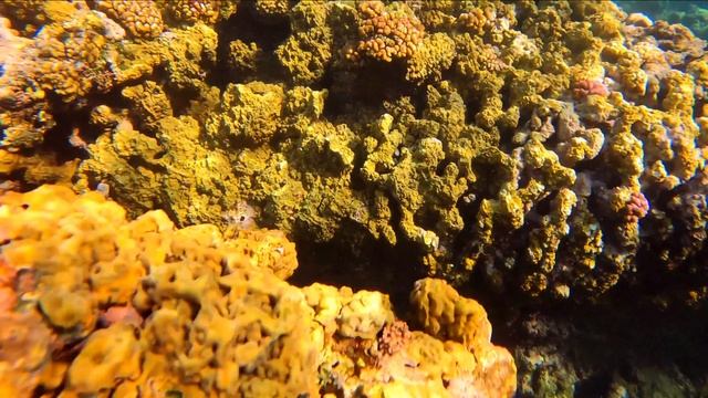 солдатик индийского океана