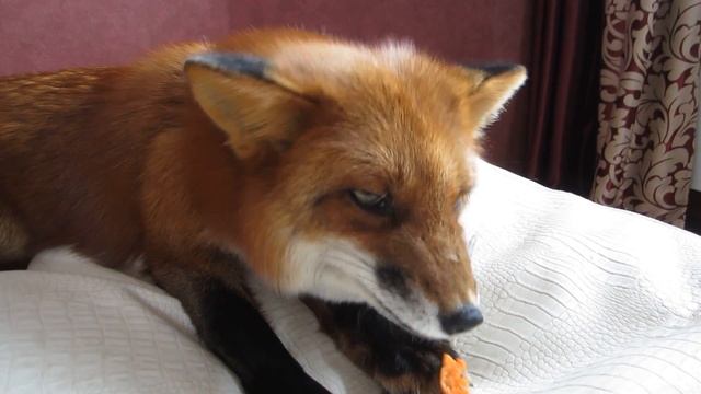 Лиса Василиса ест яблоки и морковку, а еще говорит слово НЕТ смотреть онлайн