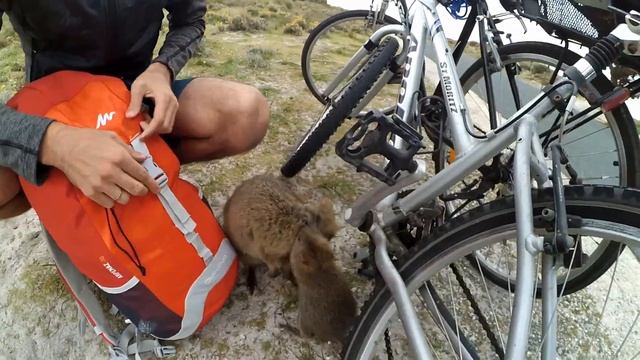 QUOKKA SELFIE! Rottnest Island AUSTRALIA | ZuzArt смотреть онлайн