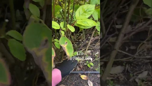 МАСТЕР КЛАСС. Стрижём дёрен своими руками. Формирование с малыша. Размножение.