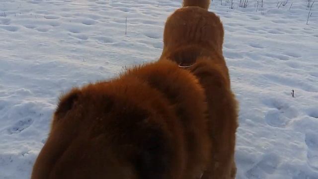 Туко 2.2 65 кг сын Аякса и Муны смотреть онлайн