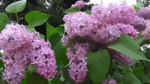 Футаж СИРЕНЬ цветет  -1 часть .один вид.