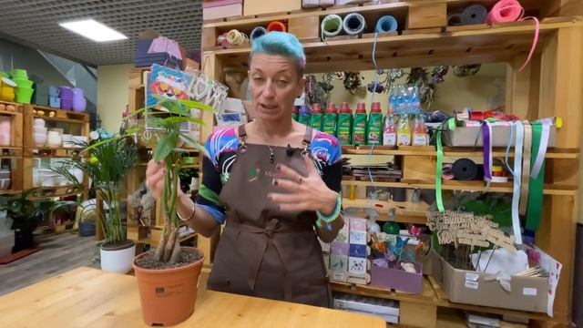 Пахира маленькая с заплетенными стволами. Почему желтеют и опадают листья у пахиры