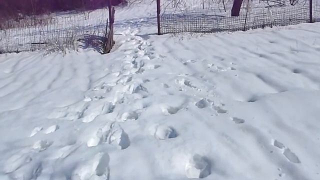 Как поймать фазана на самодельную лавушку. смотреть онлайн