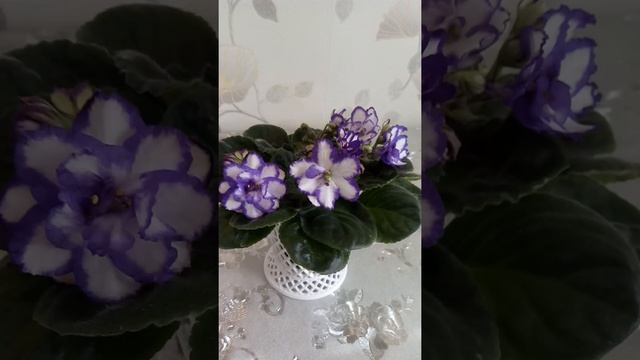 Фиалка Pat Tracey смотреть онлайн