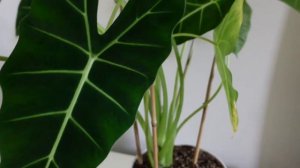 Alocasia Frydek