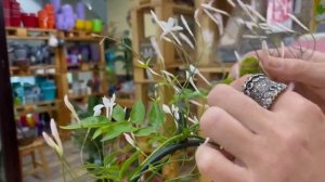 Комнатный жасмин - цветущая ароматная лиана | Секреты ухода за жасмином