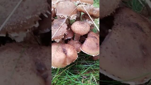 Václavka obecná?(Armillaria Mellea) vs. Šupinovka kostrbatá?? (Pholiota Squarrosa) смотреть онлайн