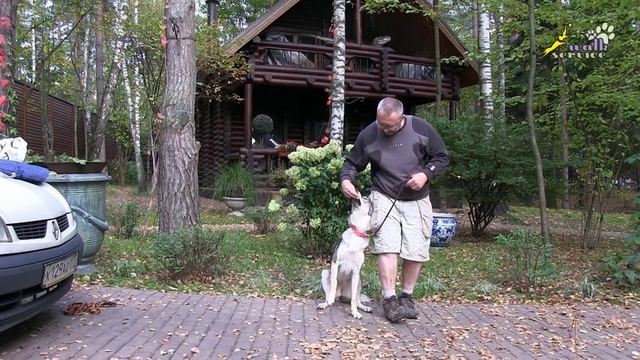 Как научить собаку приносить палку смотреть онлайн