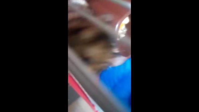 Мой хомяк пытается сбежать! смотреть онлайн