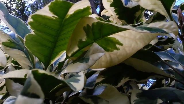 Пизония Pisonia