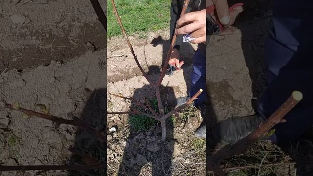 2 этап формирования черешни. смотреть онлайн