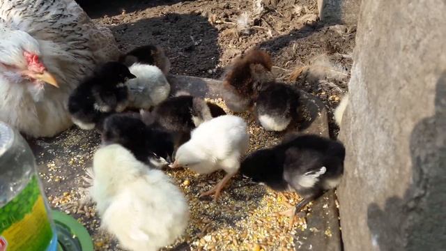 Квочка - мама с цыплятами из инкубатора смотреть онлайн