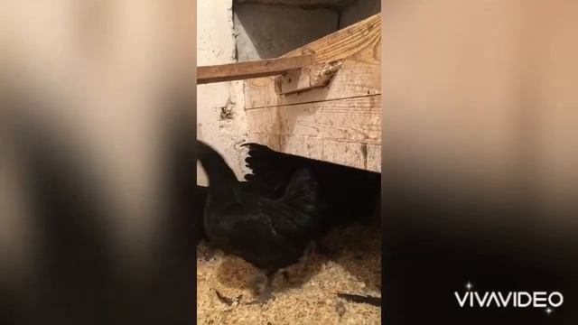 Аям-Цемани смотреть онлайн