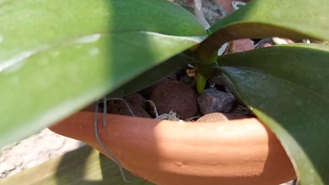 SUAS PHALAENOPSIS ESTÃO SECANDO AS RAÍZES AÉREAS TÁ AÍ O MOTIVO☝️ смотреть онлайн