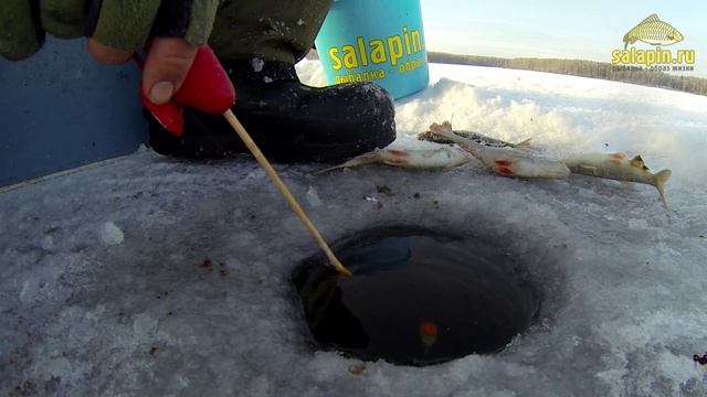 Экшн рыбалка. Плотва, Иваньковское водохранилище. 21.01.2014 [salapinru] смотреть онлайн