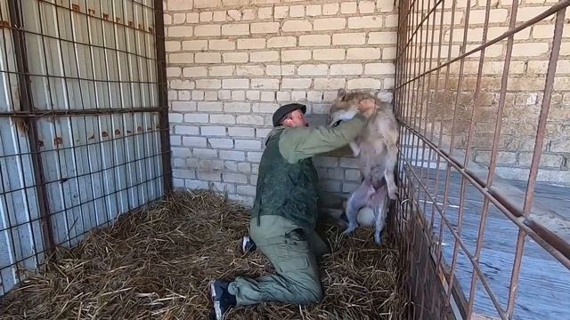 ВОЛК ХУК и наша общая борьба со стафилоккоком. В память о друге? смотреть онлайн