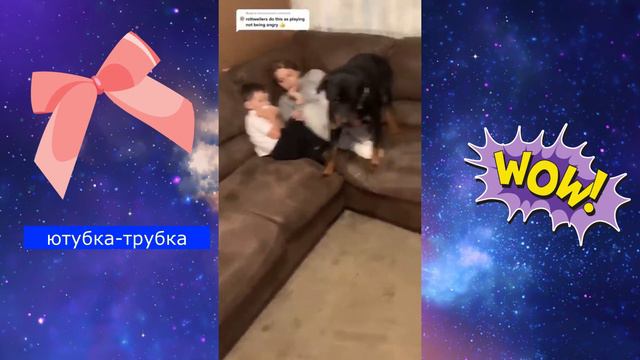 Смешные животные. Топ августа смотреть онлайн