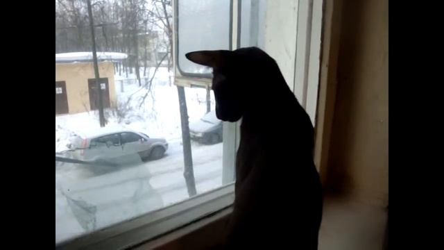 Котик ласкается к ногам смотреть онлайн