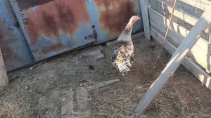 КУПИЛ ИНФРАКРАСНУЮ ЛАМПУ В КУРЯТНИК И ДОВОЛЕН ЕË РЕЗУЛЬТАТОМ