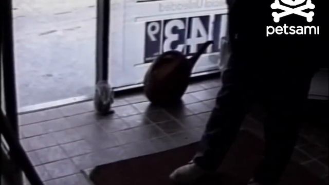 Очень агрессивная белка смотреть онлайн