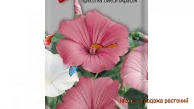 Лаватера красивая Красотка смесь окрасок ? обзор: как сажать, семена лаватеру Красотка смесь окрасо смотреть онлайн