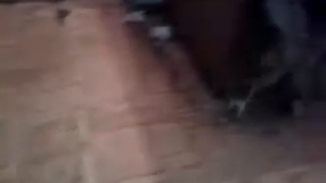 Кошка поймала мышь.mp4 смотреть онлайн