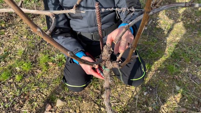 Potatura a guyot della Ribolla Gialla смотреть онлайн