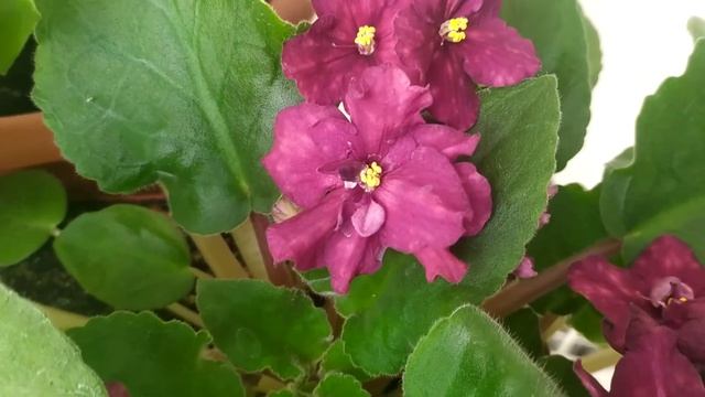 бордовые фиалки в квартире смотреть онлайн