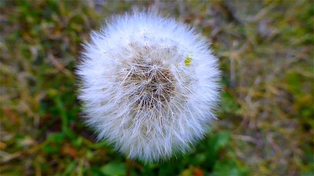 Белый Одуванчик. Божья Коровка Взлетает с Одуванчика. Летний Футаж Белый Одуванчик. Летние Футажи смотреть онлайн