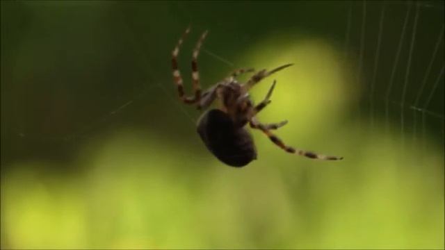 ВАШ ТОТЕМ - ПАУК смотреть онлайн