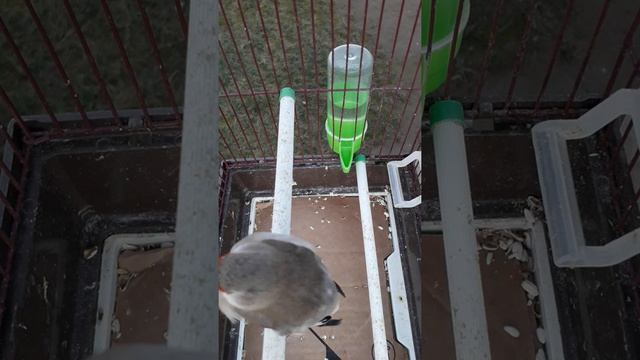 седоголовый щегол таджикистан птица щегол поет смотреть онлайн