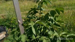 Грецкий орех "Саратовский идеал". 1 часть (Перезалитое). Подмосковье