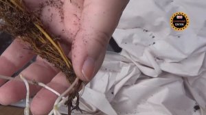 Покупки для сада в Интернет-магазине "Гаршинка". Обзор посылки.