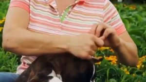 Как поставить купированные уши щенку. Подклейка  ушей щенку боксера два способа.