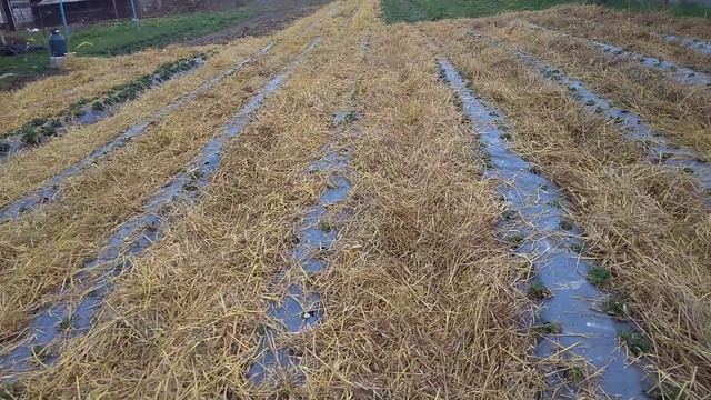Клубника Монтерей. Без прополки. смотреть онлайн