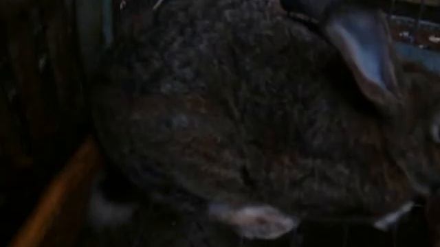 Кролик Породы Фландр ~ Rabbit Breed Flandres . 2016 . смотреть онлайн