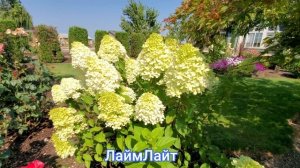 Метельчатые гортензии. Какие сорта растут в нашем саду.