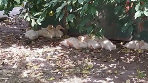 Купила цыплят бройлеров, как растут мои утята муларды