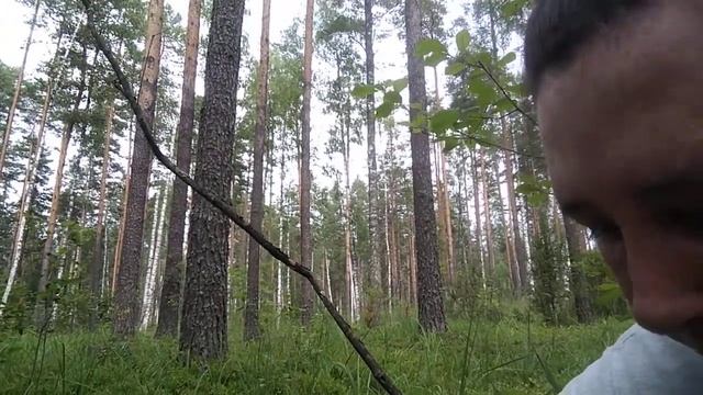 Сбор лесных ягод земляники, черники. Отдых в лесу. смотреть онлайн