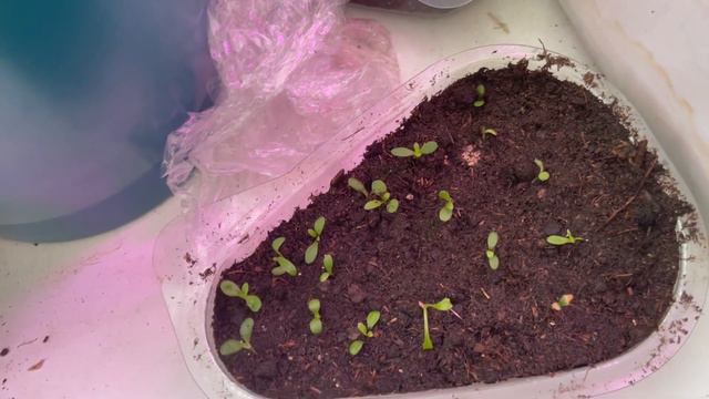 Что это? 😞😭😭Моя рассада..🤷♀️🥀🥀🍅🫑🍆Обзор смотреть онлайн